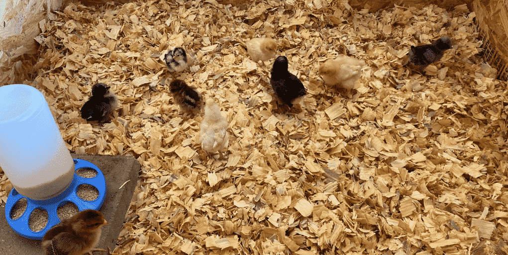 Chick Brooder