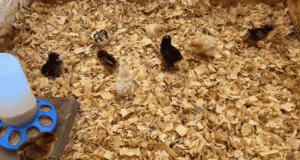Chick Brooder