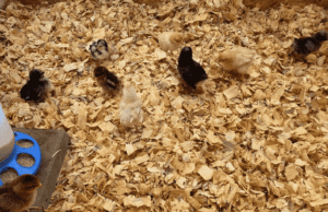 Chick Brooder