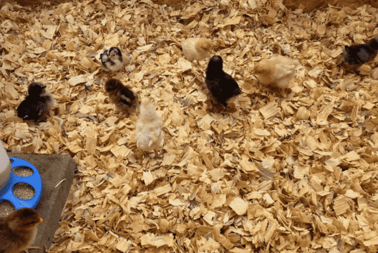 Chick Brooder