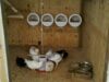 Chicken Nesting