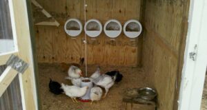 Chicken Nesting