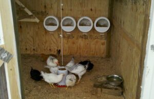 Chicken Nesting