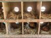 Chicken Nesting