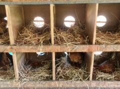 Chicken Nesting