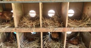 Chicken Nesting