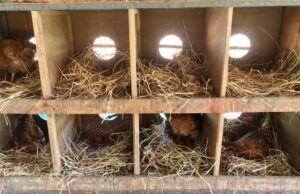 Chicken Nesting
