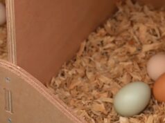 Chicken Nesting