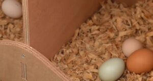 Chicken Nesting