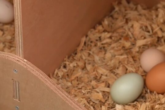 Chicken Nesting