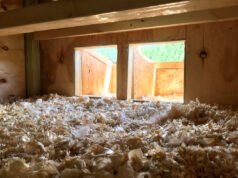 Hatching eggs in nesting box Chicken Nesting