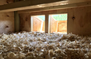 Chicken Nesting