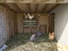Chicken Nesting