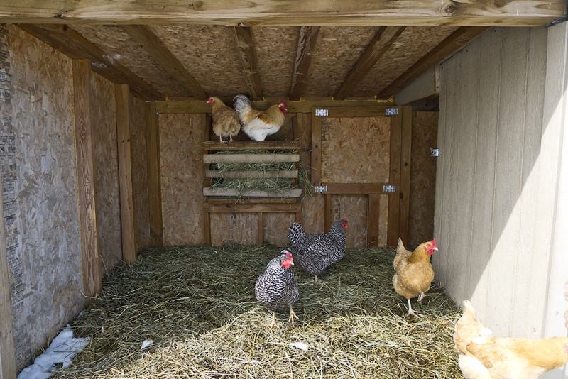 automatic egg collection nesting boxes