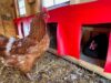 Chicken Nesting