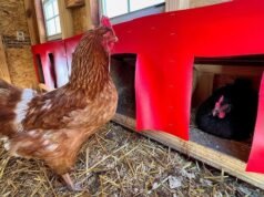Homemade chicken nesting boxes Chicken Nesting