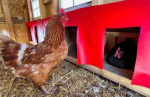 Chicken Nesting