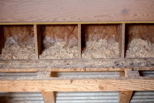 Nesting material that deters mites Chicken Nesting
