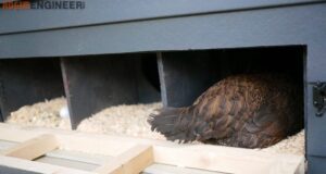 Chicken Nesting