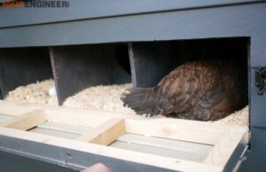 Chicken Nesting