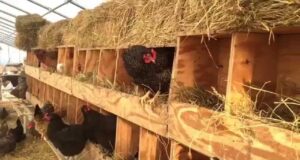 Chicken Nesting