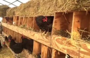 Chicken Nesting