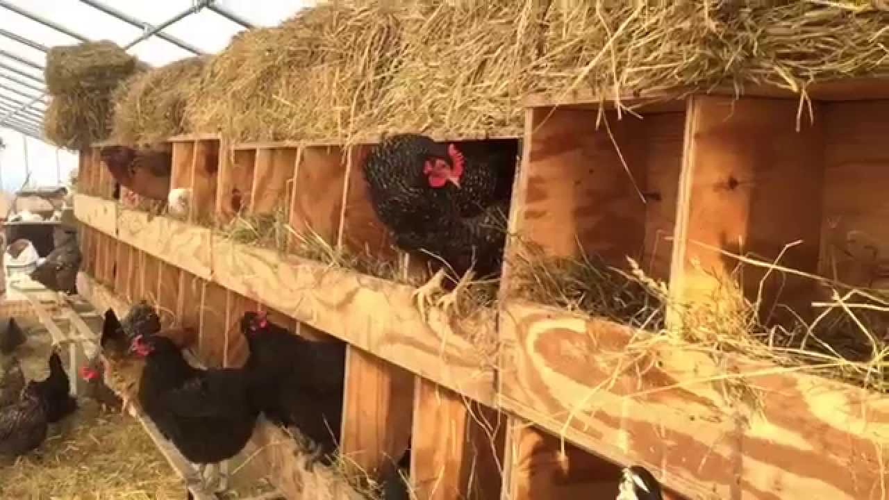 nesting vs roosting explained