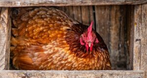 Chicken Nesting
