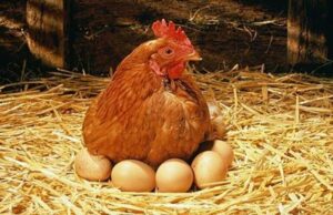 Chicken Nesting