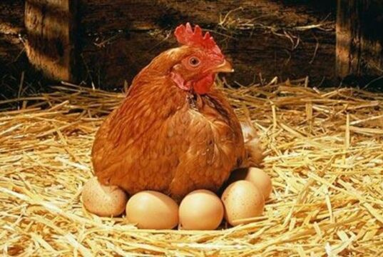 Chicken Nesting