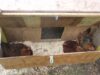 Chicken Nesting