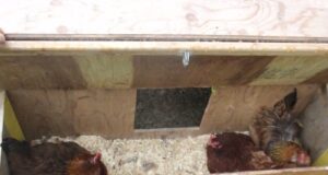 Chicken Nesting