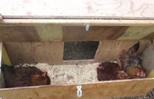 Chicken Nesting