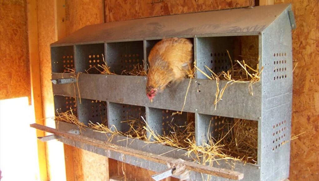 Chicken Nesting