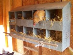 Chicken Nesting