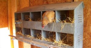 Chicken Nesting