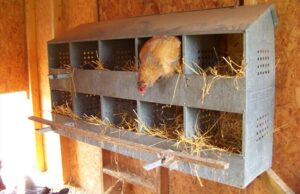Chicken Nesting