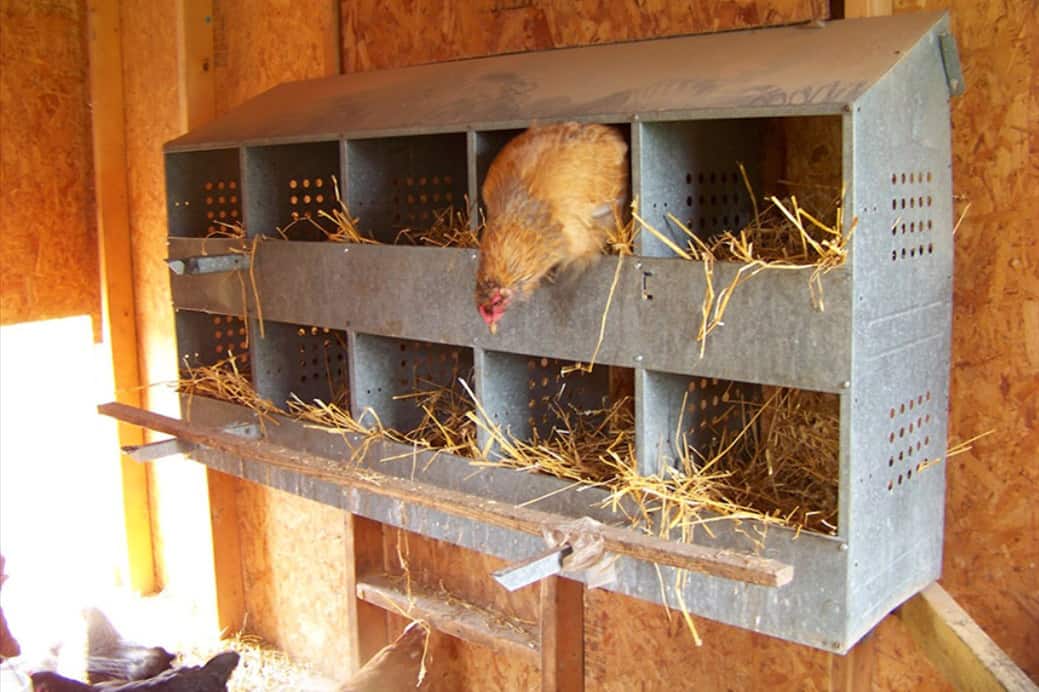 when do chickens start using nesting boxes