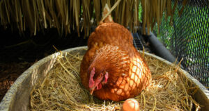 Chicken Nesting
