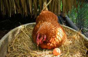 Chicken Nesting