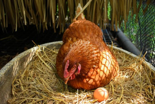 Chicken Nesting