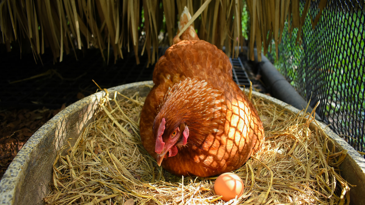 nesting boxes for small chicken coops