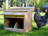 Chicken Nesting