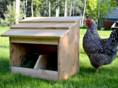 Chicken Nesting