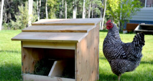 Chicken Nesting