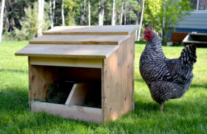 Chicken Nesting