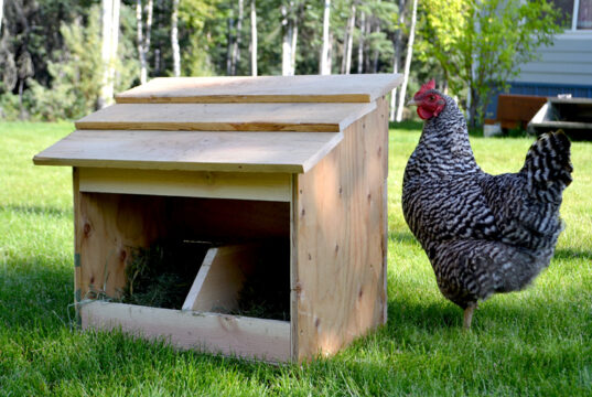 Chicken Nesting