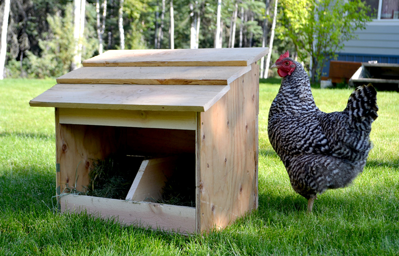 natural nesting behavior of chickens