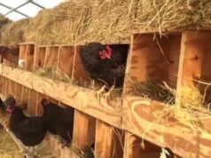 Chicken Nesting
