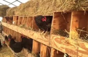 Chicken Nesting